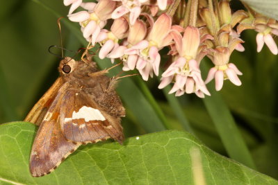 Silver-spotted Skipper