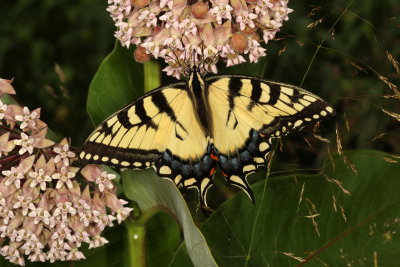 Eastern Tiger Swallowtail