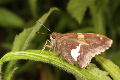 Silver-spotted Skipper