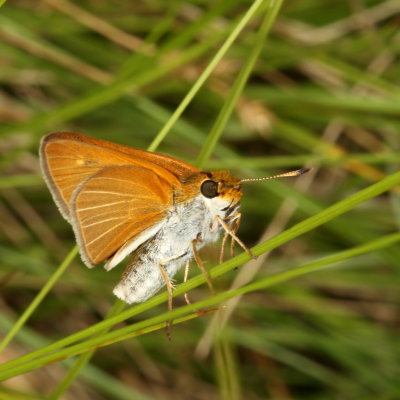 Two-spotted Skipper