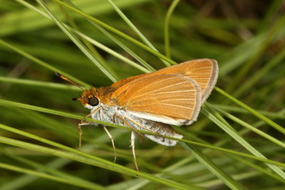 Two-spotted Skipper