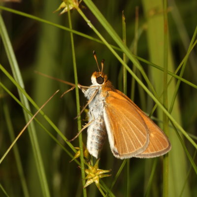 Two-spotted Skipper