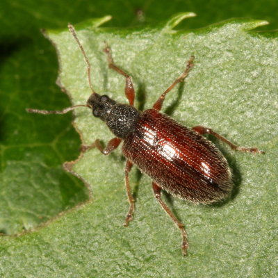 Phyllobius oblongus * European Snout Beetle