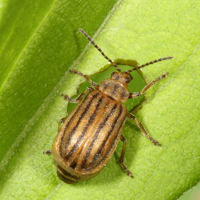 Ophraella conferta