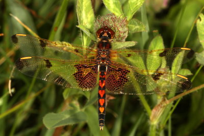 Calico Pennant