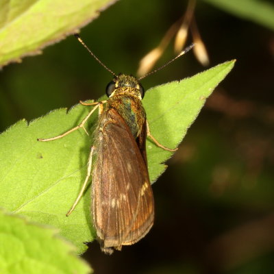 Little Glassywing