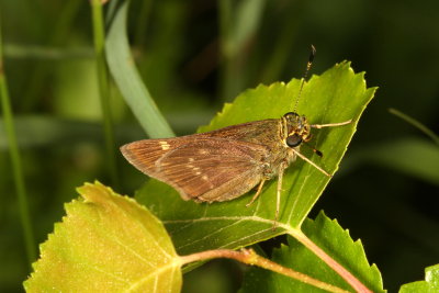 Little Glassywing