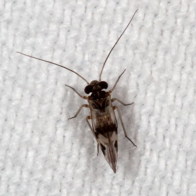 Indiopsocus texanus ♂