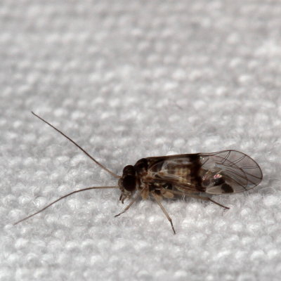 Indiopsocus texanus ♂