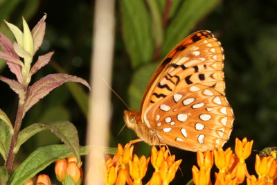 Aphrodite Fritillary