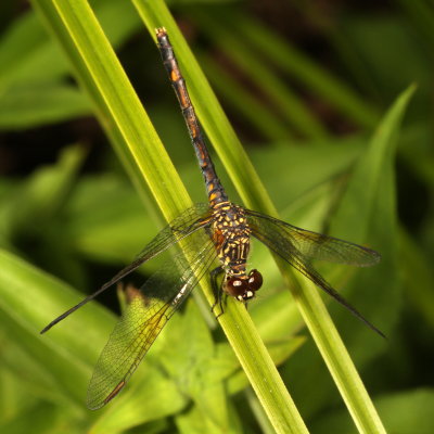 Seaside Dragonlet ♀