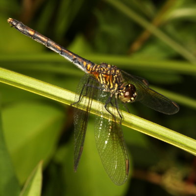 Seaside Dragonlet ♀