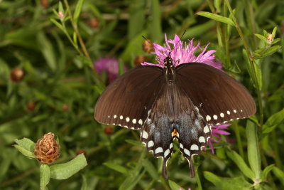 Spicebush Swallowtail  ♀