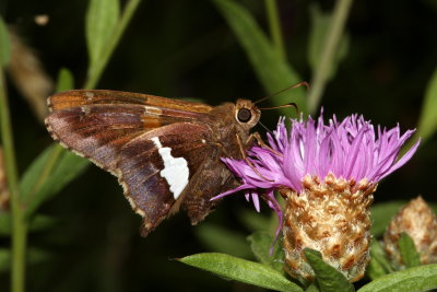 Silver-spotted Skipper