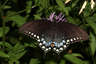 Spicebush Swallowtail  ♂