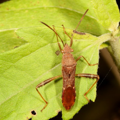 Burtinus notatipennis