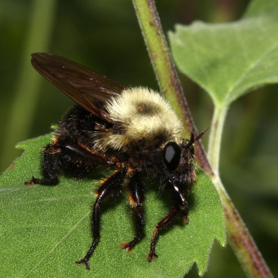 Laphria thoracica