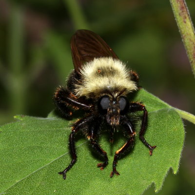 Laphria thoracica