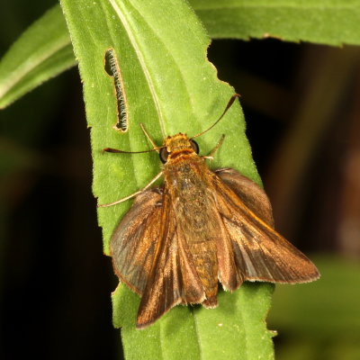 Dun Skipper ♂