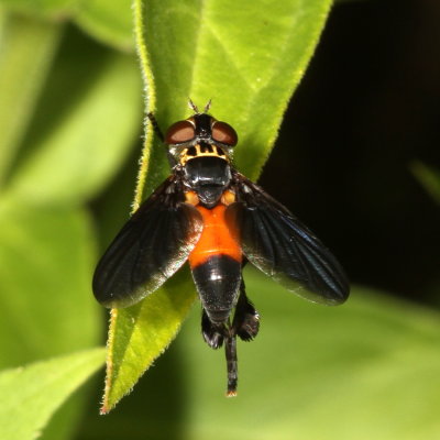 Trichopoda Subgenus Galactomyia