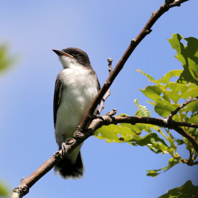 Eastern Kingbird - juv