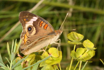 Common Buckeye