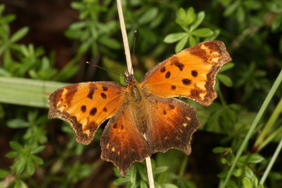 Eastern Comma