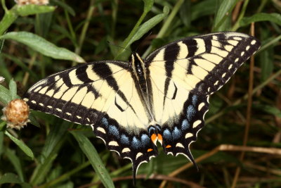 Eastern Tiger Swallowtail