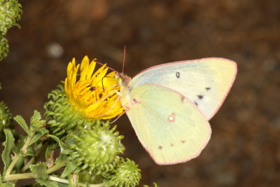 Orange Sulphur