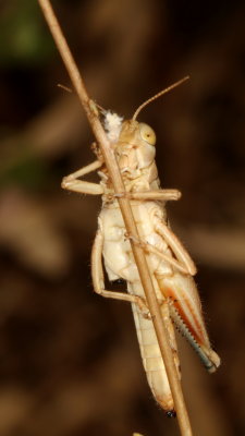 Genus Melanoplus ♀