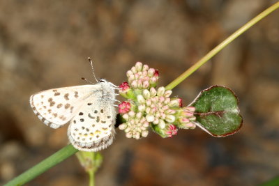 Dotted Blue (enoptes)