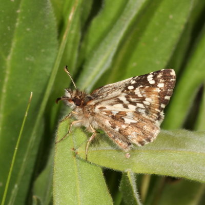 Two-banded Checkered-Skipper