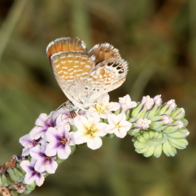 Western Pygmy-Blue