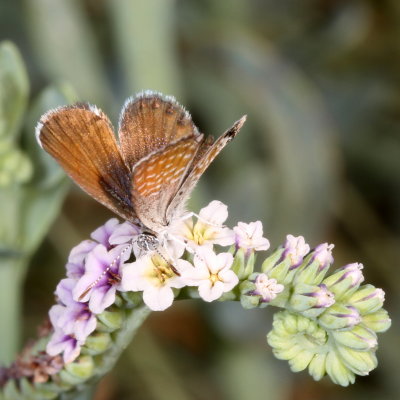 Western Pygmy-Blue