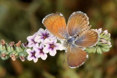 Western Pygmy-Blue