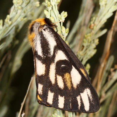 Hodges#7744 * Elegant Sheep Moth *  Hemileuca eglanterina