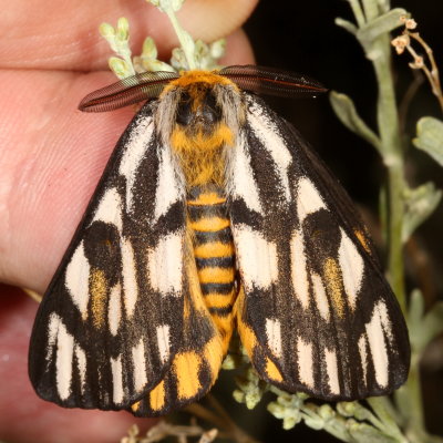 Hodges#7744 * Elegant Sheep Moth *  Hemileuca eglanterina