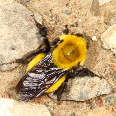 Bombus morrisoni * Morrison's Bumble Bee