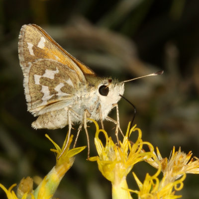 Western Branded Skipper