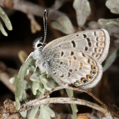Shasta Blue