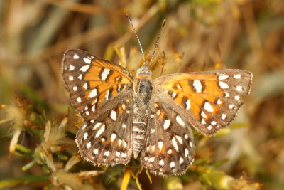 Mormon Metalmark