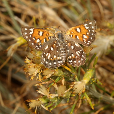 Mormon Metalmark