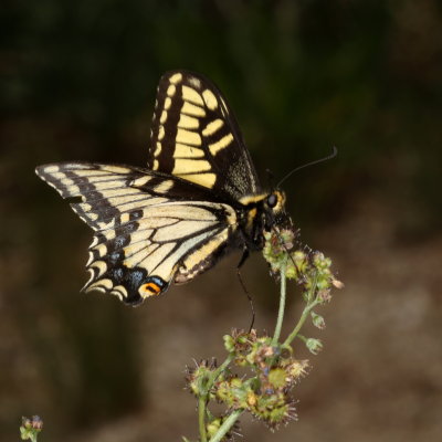 Anise Swallowtail