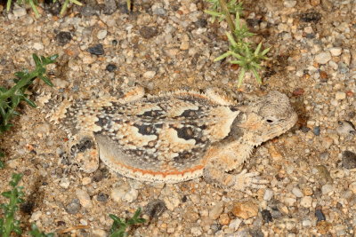 Southern Desert Horned Lizard