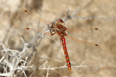 Variegated Meadowhawk