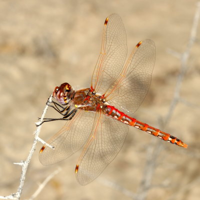 Variegated Meadowhawk  ♂