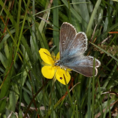 Sierra Arctic Blue  ♀