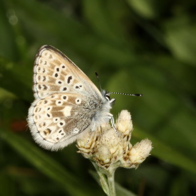 Arctic Blue