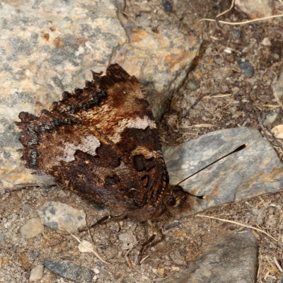California Tortoiseshell