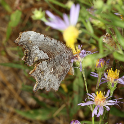 Hoary Comma